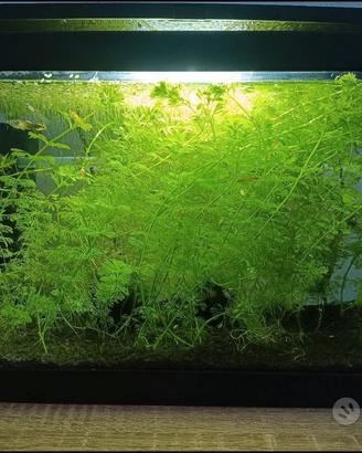 Ciano Acquario Aqua 20 LED cm40x20x25h