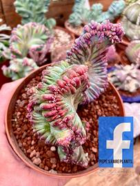 Cactus piante grasse giardino roccioso