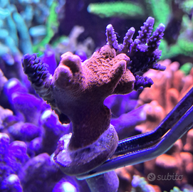Acropora e Montipora