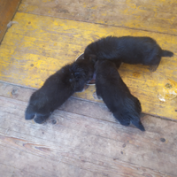 Cuccioli pastore tedesco