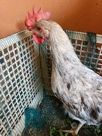 Galletto MARANS colore BLU RAMATO