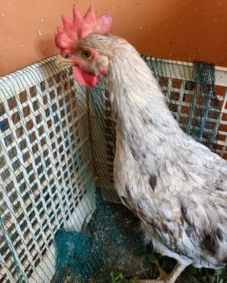 Galletto MARANS colore BLU RAMATO