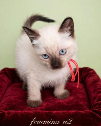 Gattina Siamese dolcissima