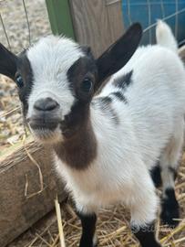 Caprette nane coppia mini goat maschietti