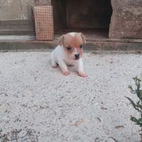 Cucciola Jack Russel
