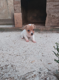Cucciola Jack Russel