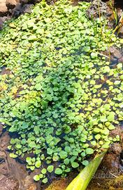 Pianta acquatica