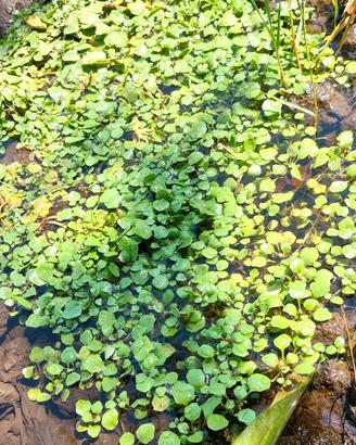 Pianta acquatica