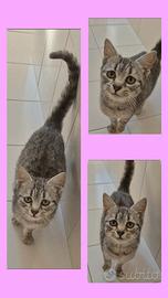Gattini in adozione