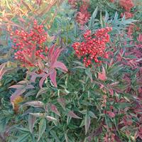 4 cespugli grandi di Nandina