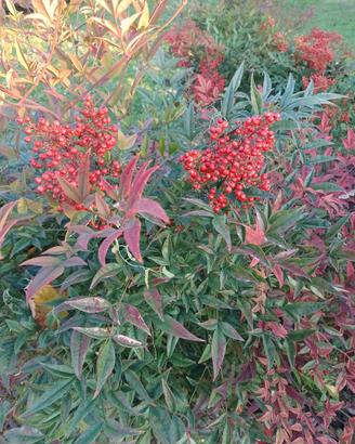 4 cespugli grandi di Nandina