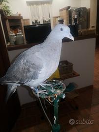 Colombacci 