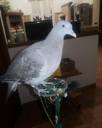 Colombacci 