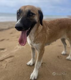 Bamba, cagnolina di un anno