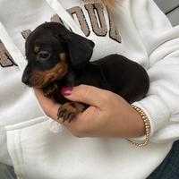 Cuccioli di Bassotto