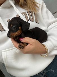 Cuccioli di Bassotto