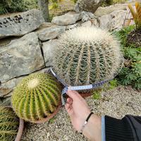 cuscino della suocera - Echinocactus grusonii