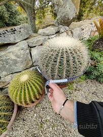 cuscino della suocera - Echinocactus grusonii