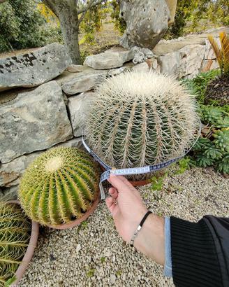 cuscino della suocera - Echinocactus grusonii
