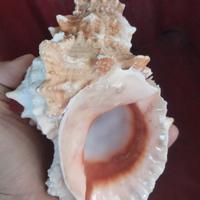 conchiglia da 20 cm tutufa