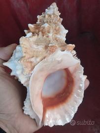 conchiglia da 20 cm tutufa