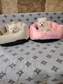 Spitz di pomerania