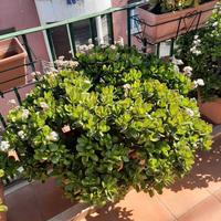 Piante di Giada fiorite.