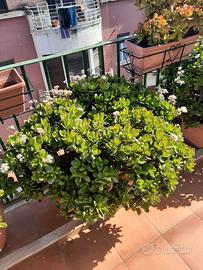 Piante di Giada fiorite.