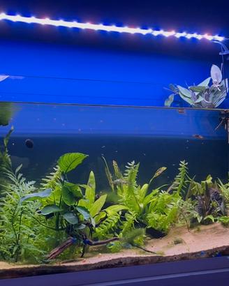 Acquario 100 litri (con mobile in omaggio)