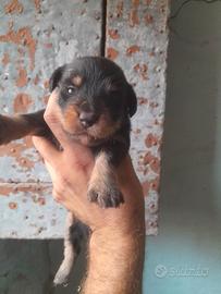 Cuccioli terrier