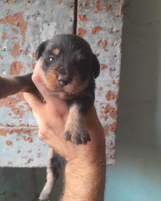 Cuccioli terrier