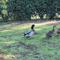 Germani reali maschi e femmine