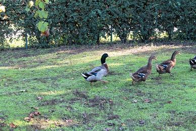 Germani reali maschi e femmine