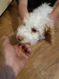Cuccioli di Lagotto Romagnolo