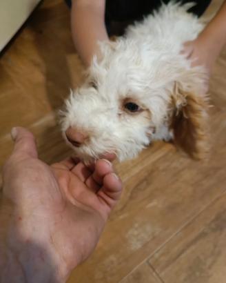Cuccioli di Lagotto Romagnolo