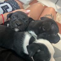 Staffordshire bull terrier