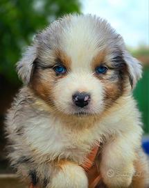 Cuccioli di Pastore Australiano