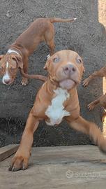 Cuccioli Pitbull