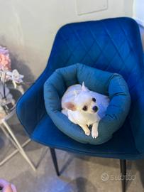 Chihuahua mini bianco