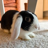 Coniglietto nano ariete