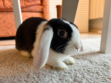 Coniglietto nano ariete