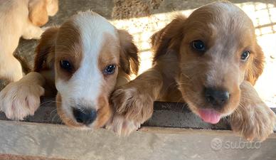 Cocker spaniel inglese