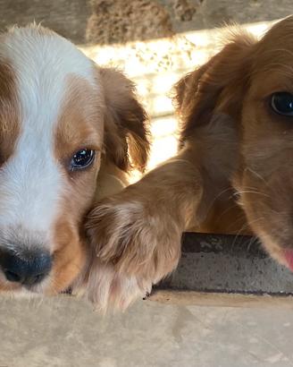 Cocker spaniel inglese