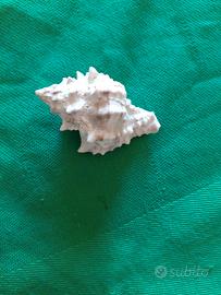 Conchiglia gasteropodi cm 3,5 naturale