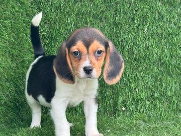Beagle