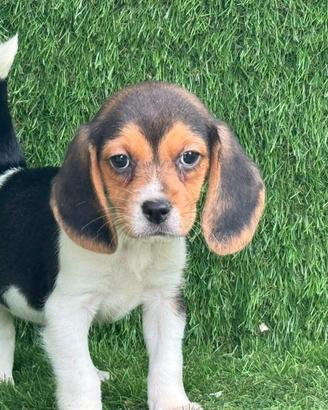 Beagle