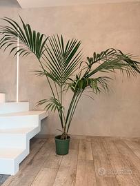 Pianta Kentia vera altezza 150cm
