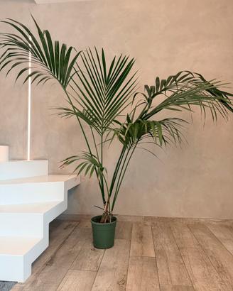 Pianta Kentia vera altezza 150cm