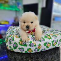 Cuccioli di Chow chow m/f