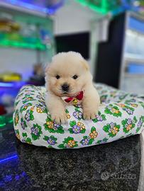 Cuccioli di Chow chow m/f